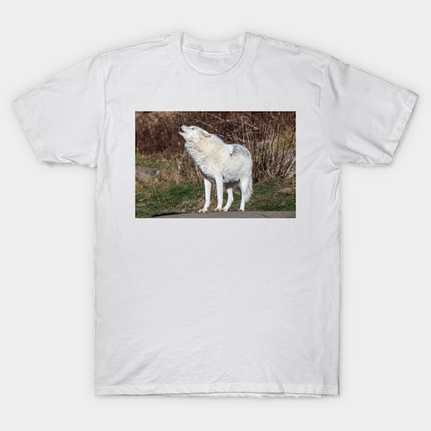 An Arctic Wolf Howls during the day T-Shirt by josefpittner